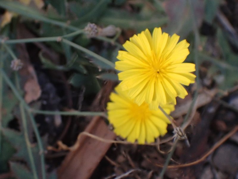 Launaea nudicaulis, photographed by John Lyden