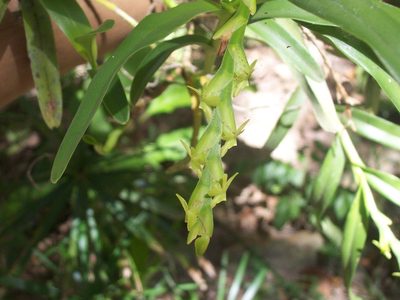 Epidendrum cardiophorum, photographed by Oscar C. González Martínez