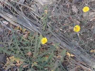 Launaea nudicaulis, photographed by John Lyden
