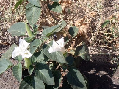 Datura innoxia, photographed by John Lyden