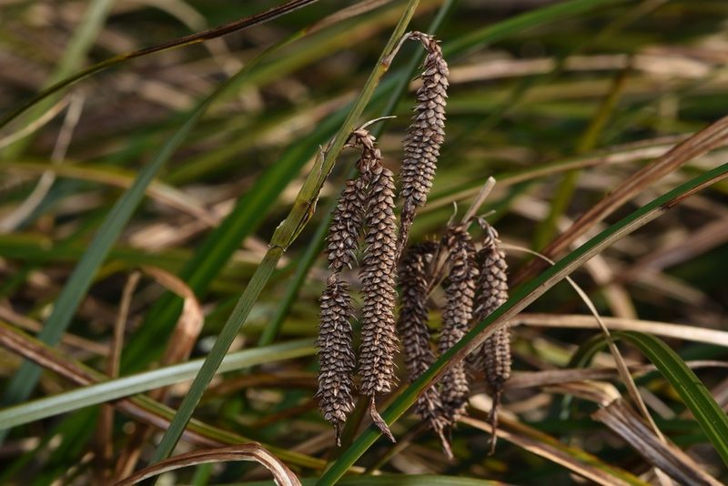 Carex obnupta, photographed by Braden J. Judson