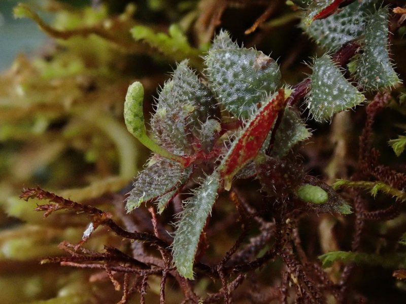Peperomia tovariana, photographed by Nolan Exe