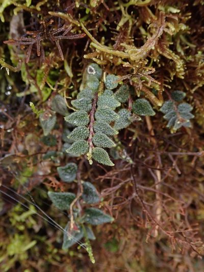 Peperomia tovariana, photographed by Nolan Exe