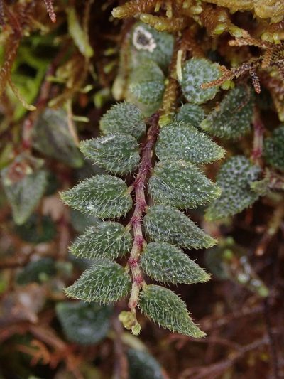 Peperomia tovariana, photographed by Nolan Exe