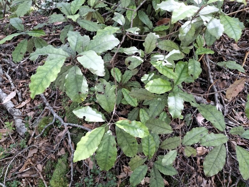 Quintinia serrata, photographed by naturewatchwidow