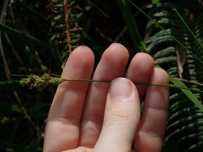 Carex bonplandii, photographed by Nolan Exe