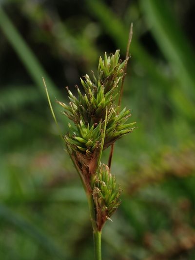 Carex bonplandii, photographed by Nolan Exe