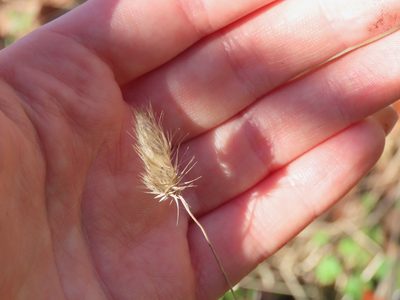 Cynosurus echinatus, photographed by Erin Springinotic