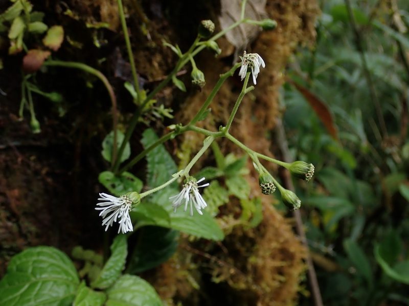 Adenostemma harlingii, photographed by Nolan Exe
