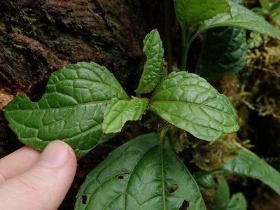 Adenostemma harlingii, photographed by Nolan Exe