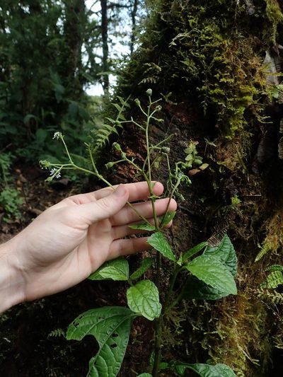 Adenostemma harlingii, photographed by Nolan Exe