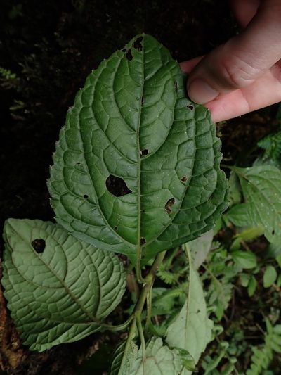 Adenostemma harlingii, photographed by Nolan Exe