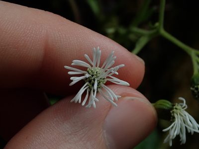 Adenostemma harlingii, photographed by Nolan Exe