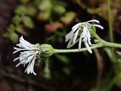Adenostemma harlingii, photographed by Nolan Exe