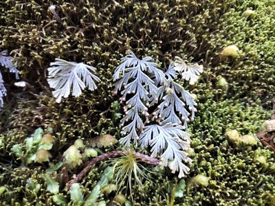 Hymenophyllum malingii, photographed by naturewatchwidow