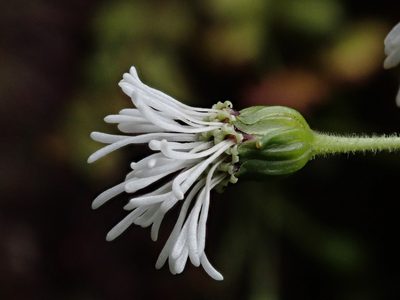 Adenostemma harlingii, photographed by Nolan Exe
