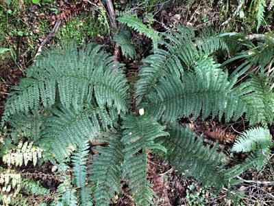 Leptopteris superba, photographed by naturewatchwidow