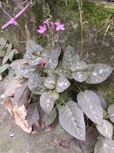 Pseuderanthemum alatum, photographed by Bruno Henrique Aranda