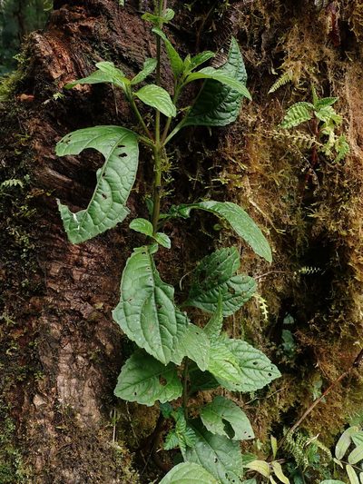 Adenostemma harlingii, photographed by Nolan Exe