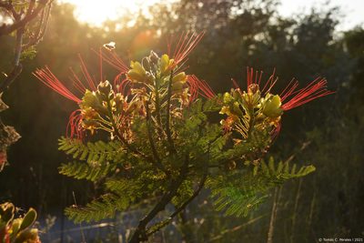 Erythrostemon gilliesii, photographed by Tomás Carranza Perales