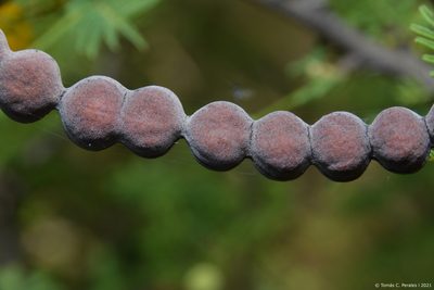 Vachellia aroma, photographed by Tomás Carranza Perales