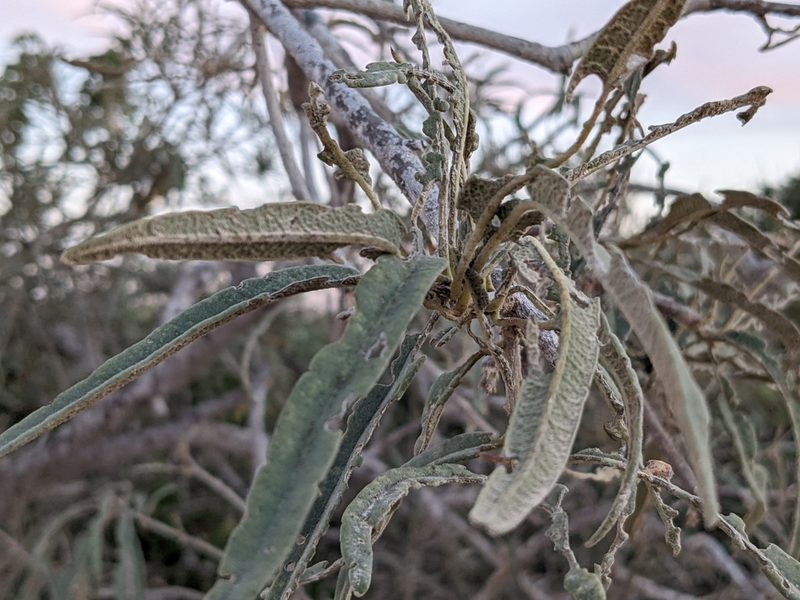 Forchhammeria watsonii, photographed by Zoltán Stekkelpak
