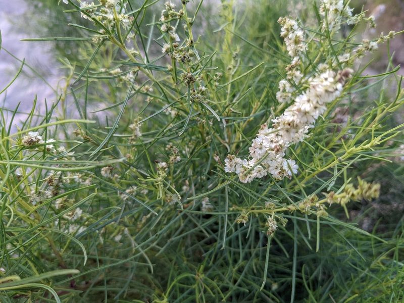 Ambrosia monogyra, photographed by Zoltán Stekkelpak