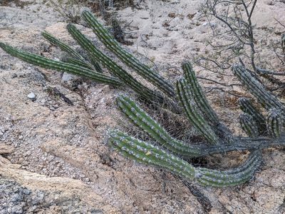 Stenocereus gummosus, photographed by Zoltán Stekkelpak
