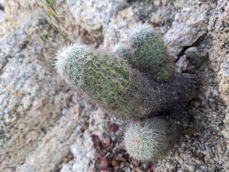 Echinocereus sciurus, photographed by Zoltán Stekkelpak