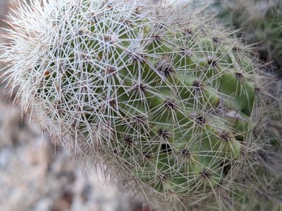 Echinocereus sciurus, photographed by Zoltán Stekkelpak