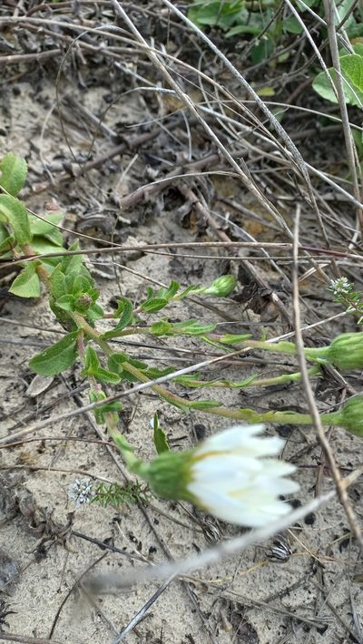 Noticastrum hatschbachii, photographed by JG