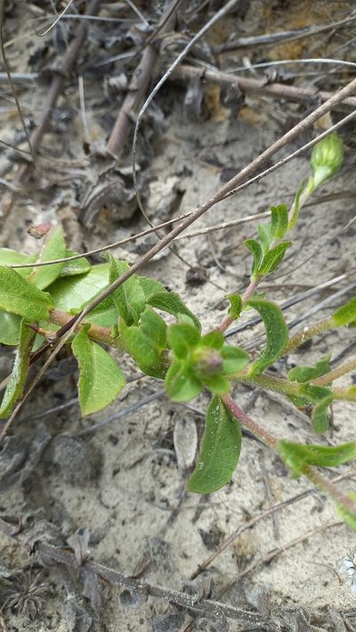 Noticastrum hatschbachii, photographed by JG