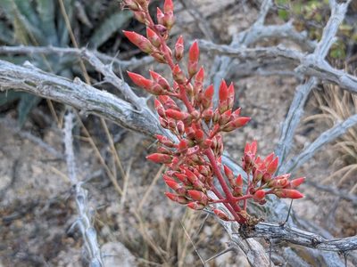 Fouquieria diguetii, photographed by Zoltán Stekkelpak