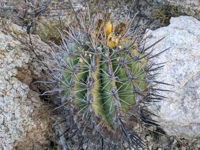 Ferocactus townsendianus, photographed by Zoltán Stekkelpak
