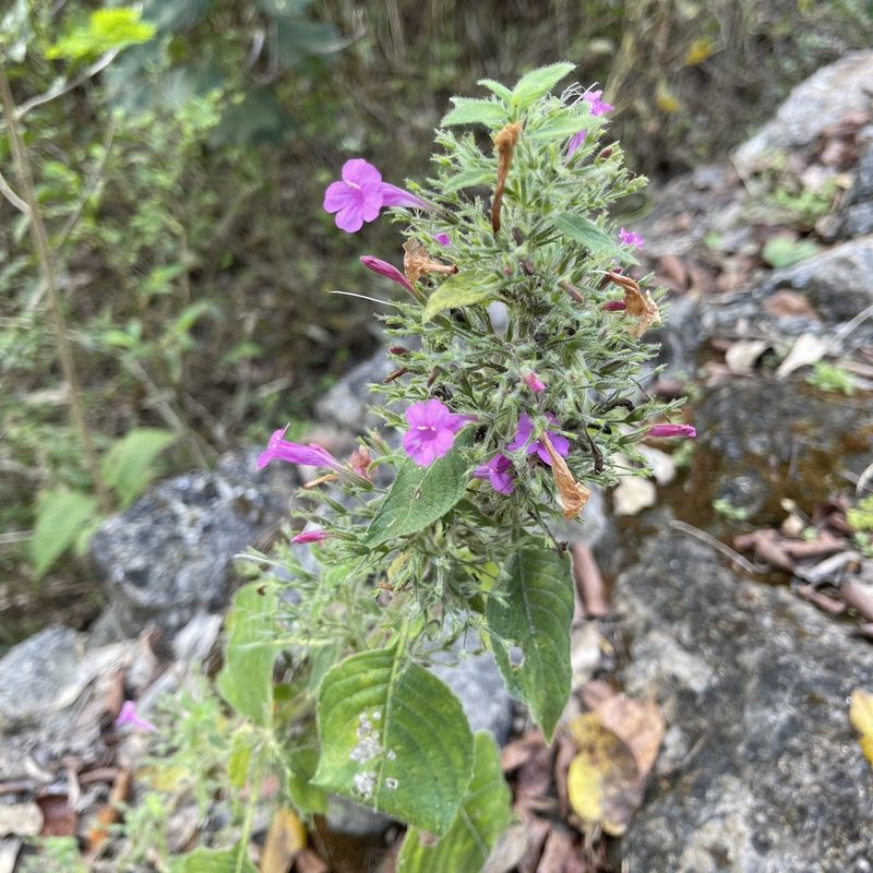 Ruellia inundata, photographed by zancat