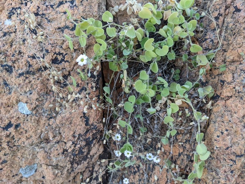 Drymaria debilis, photographed by Zoltán Stekkelpak