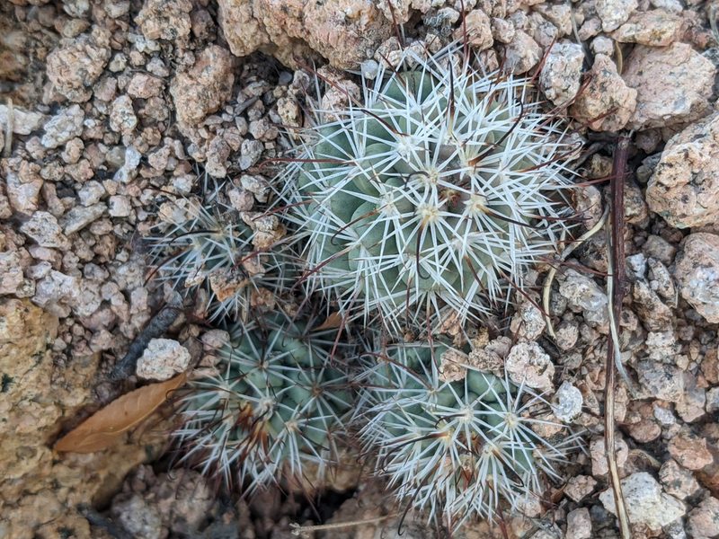 Cochemiea schumannii, photographed by Zoltán Stekkelpak