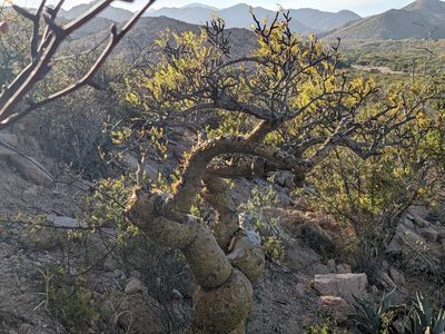 Bursera microphylla, photographed by Zoltán Stekkelpak