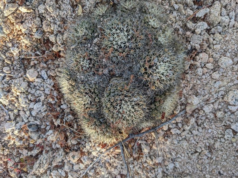 Mammillaria petrophila, photographed by Zoltán Stekkelpak