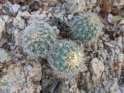 Echinocereus sciurus, photographed by Zoltán Stekkelpak