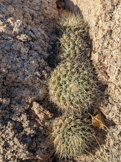 Mammillaria petrophila, photographed by Zoltán Stekkelpak