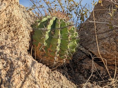 Ferocactus townsendianus, photographed by Zoltán Stekkelpak