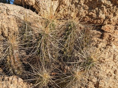 Echinocereus brandegeei, photographed by Zoltán Stekkelpak