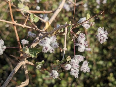 Condea laniflora, photographed by Zoltán Stekkelpak