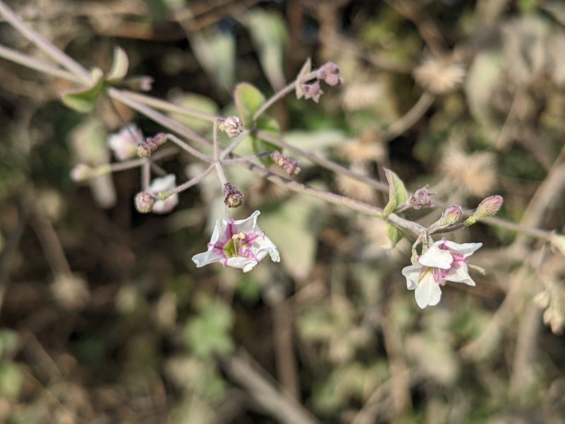 Boerhavia brandegeei, photographed by Zoltán Stekkelpak
