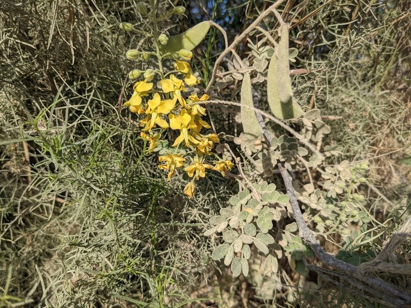 Erythrostemon pannosus, photographed by Zoltán Stekkelpak