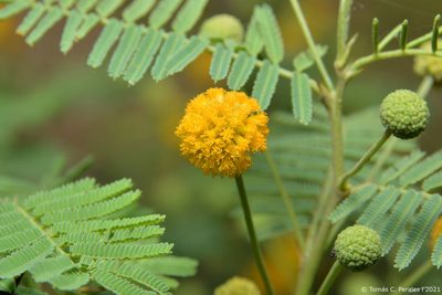 Vachellia aroma, photographed by Tomás Carranza Perales