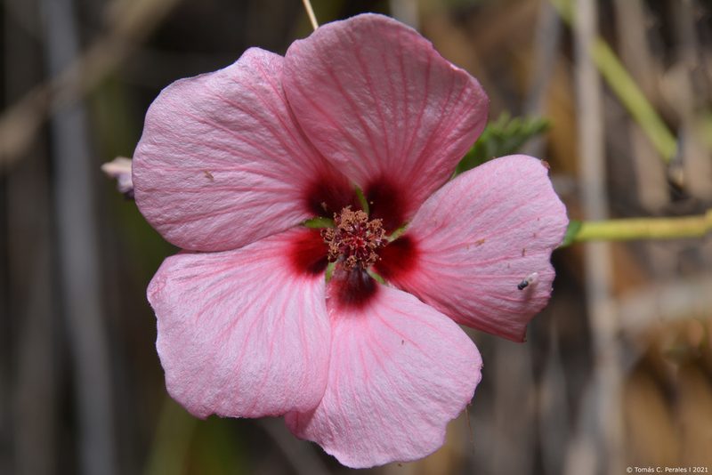Pavonia revoluta, photographed by Tomás Carranza Perales