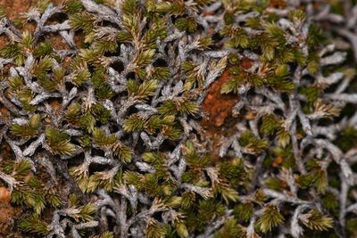 Selaginella cinerascens, photographed by Trevor Van Loon