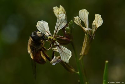 Eruca vesicaria, photographed by Tomás Carranza Perales